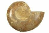 Jurassic Cut & Polished Ammonite Fossil (Half) - Madagascar #223243-1